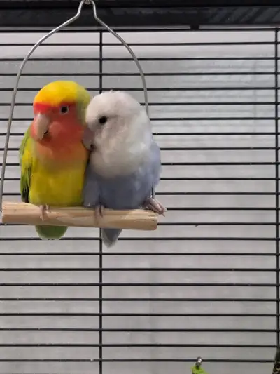 Beautiful Lovebirds bonded pair available Age 1.5 years