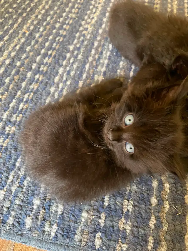 Beautiful Siberian cross kittens-Elora $150