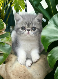 Purebred Exotic Shorthair Kittens