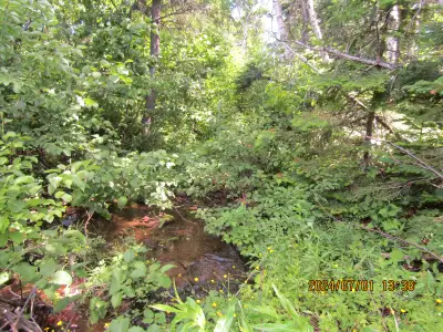 Escape to nature's paradise on this 2- and 1/3-acre lot. Enjoy the beauty and sound of the brook tha...