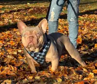 Feisty, Friendly, Funsized French Bulldog Puppies and Adult  