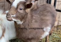 Miniature goats - doelings - Salt Spring Island 