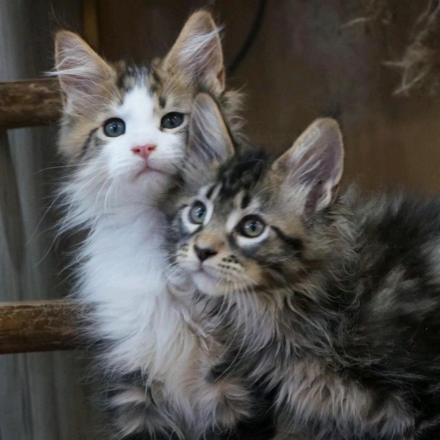 Maine Coon kittens Cats & Kittens for Rehoming City of Toronto Kijiji