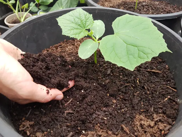 Red wiggler compost worms, european nighcrawlers, cocoons, cast in Plants, Fertilizer & Soil in Delta/Surrey/Langley - Image 6