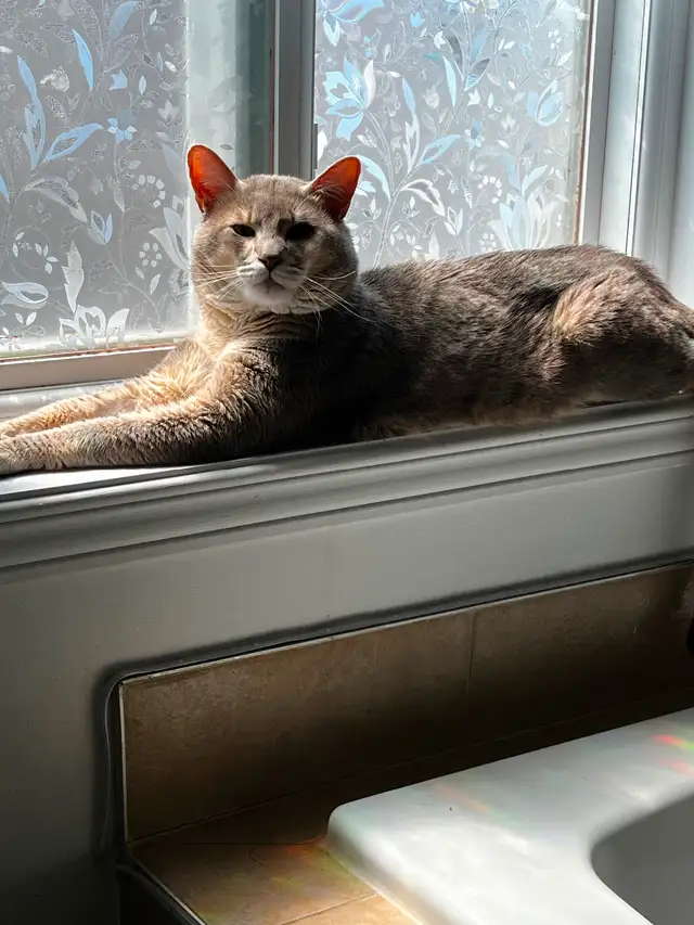 Abyssin bleu   6 ans in Cats & Kittens for Rehoming in City of Montréal - Image 4