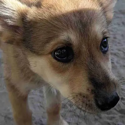 Aussie / Spitz X, View more