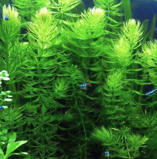 Hornwort  in Fish for Rehoming in Calgary