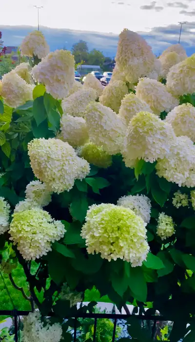 Limelight Panicle Hydrangea, View more