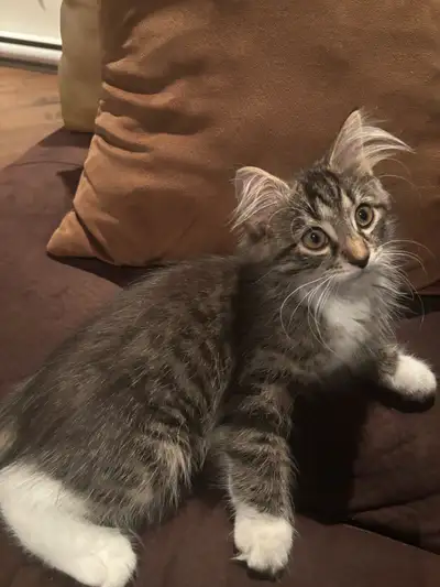 Chaton a vendre, View more