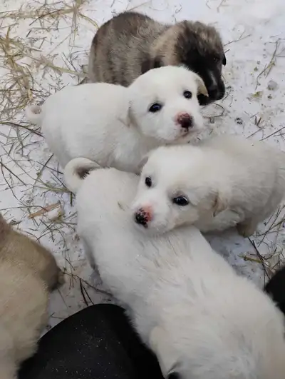 Livestock Guardian Puppies for sale, View more