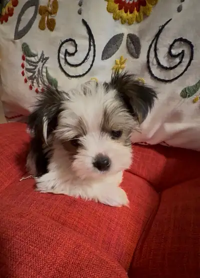 Seulement 1 de disponible. Très petit garçon Morkie Biewer âgé de 10 semaines est disponible pour ad...
