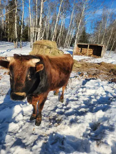 Jersey Bull, View more