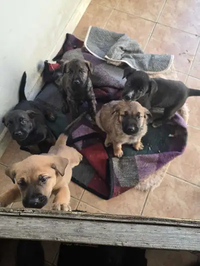 cane corso/ shepherd puppies $100, View more