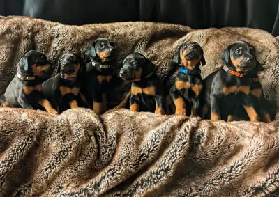 Stunning Dobermans being raised with love in our home and are now available to reserve! Males and Fe...