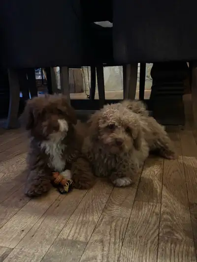 F1B Corgipoo males (corgi x poodle), View more