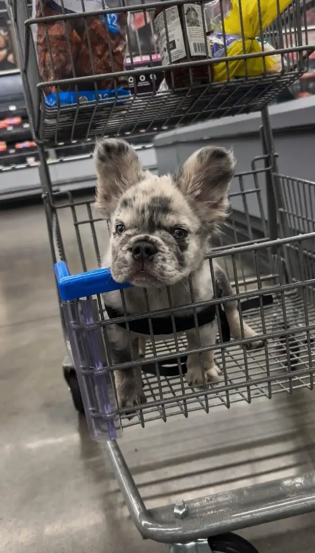 Frenchie Puppies For Sale in Dogs & Puppies for Rehoming in City of Toronto - Image 8