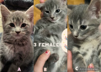 3 females kittens for adoption/ 3 chatons  pour adoptions
