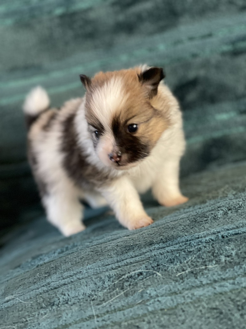 TOY POMERANIAN PUPPIES! Dogs & Puppies for Rehoming Calgary Kijiji