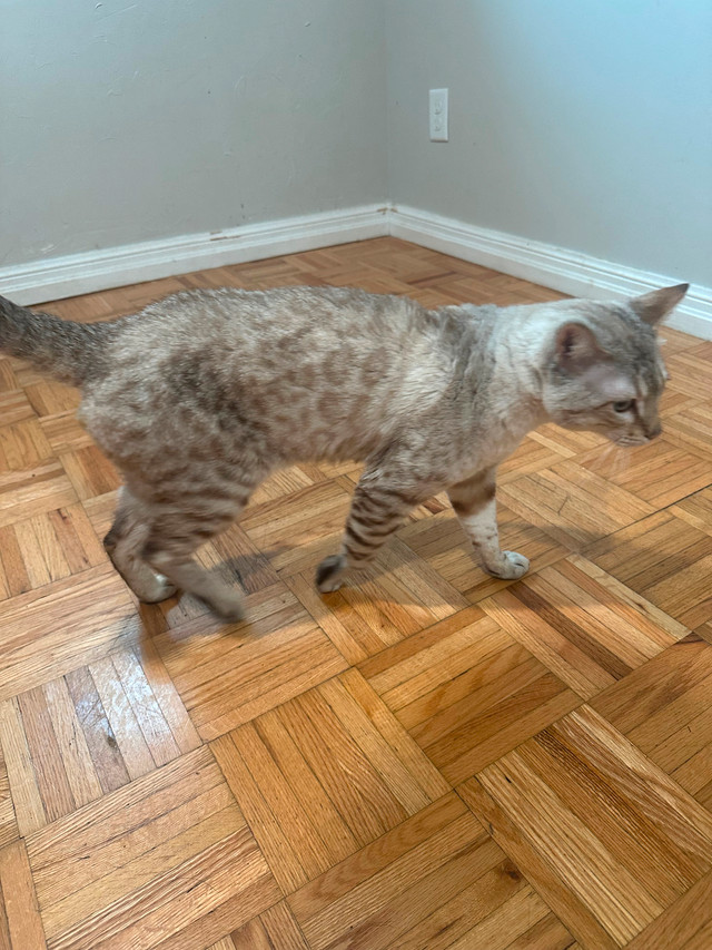 Male F2 snow bengal in Cats & Kittens for Rehoming in Truro - Image 3