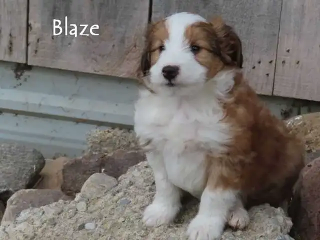 Sheltiepoo puppies. in Dogs & Puppies for Rehoming in Kitchener / Waterloo - Image 6