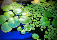 Floating aquarium plants (frogbit & salvinia)