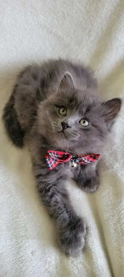 Adorables chatons à vendre – 5 femelles et 2 mâles., View more