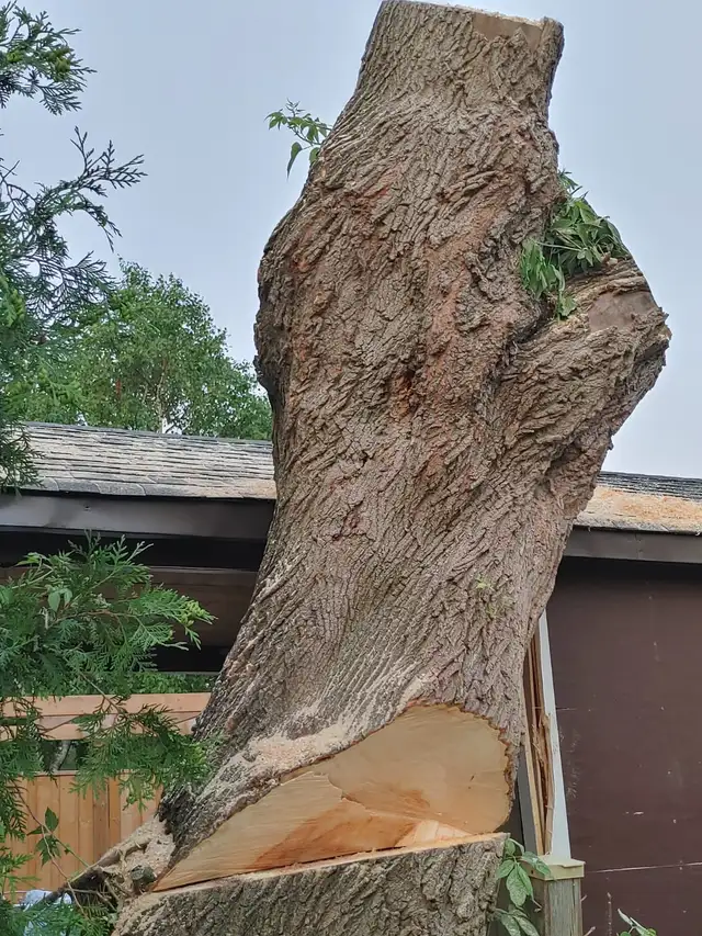 Affordable Tree Removal and landscaping services in Kitchener in Lawn, Tree Maintenance & Eavestrough in Kitchener / Waterloo - Image 4