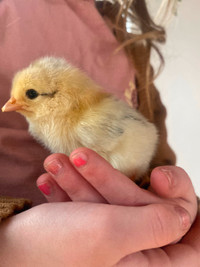 Raise a chick! chick fostering program