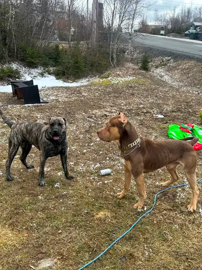 Presa Canario × XL Bully Puppies –import & HULK Bloodlines, View more