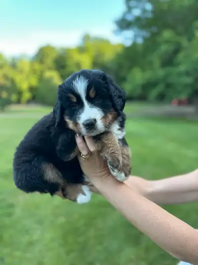 Bernese Mountain Dog Puppies- 1 female left!, View more