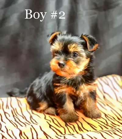 Purebred YORKSHIRE TERRIER PUPPIES, View more