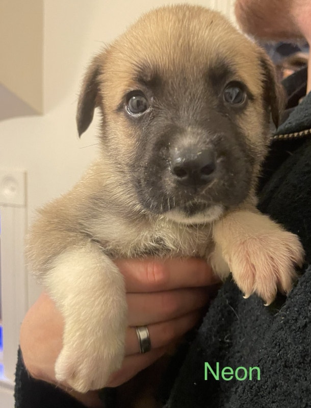 Puppies For Sale Dogs & Puppies for Rehoming New Glasgow Kijiji