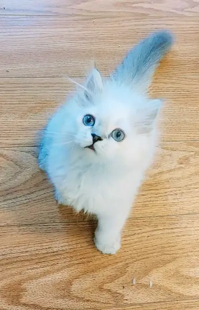 British/Scottish longhair male kitten white/ooint, blue eyes