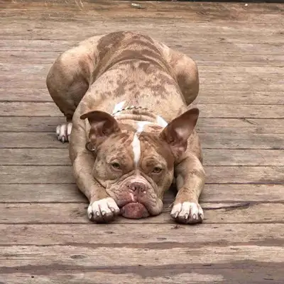 Female Bulldog, View more