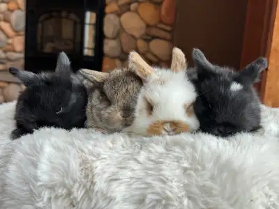 Purebred Holland Lop Babies, View more