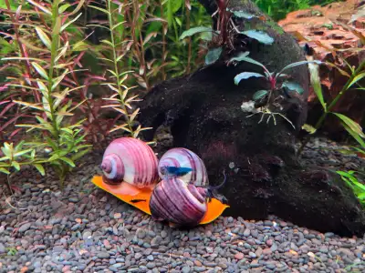 mystery snails, View more