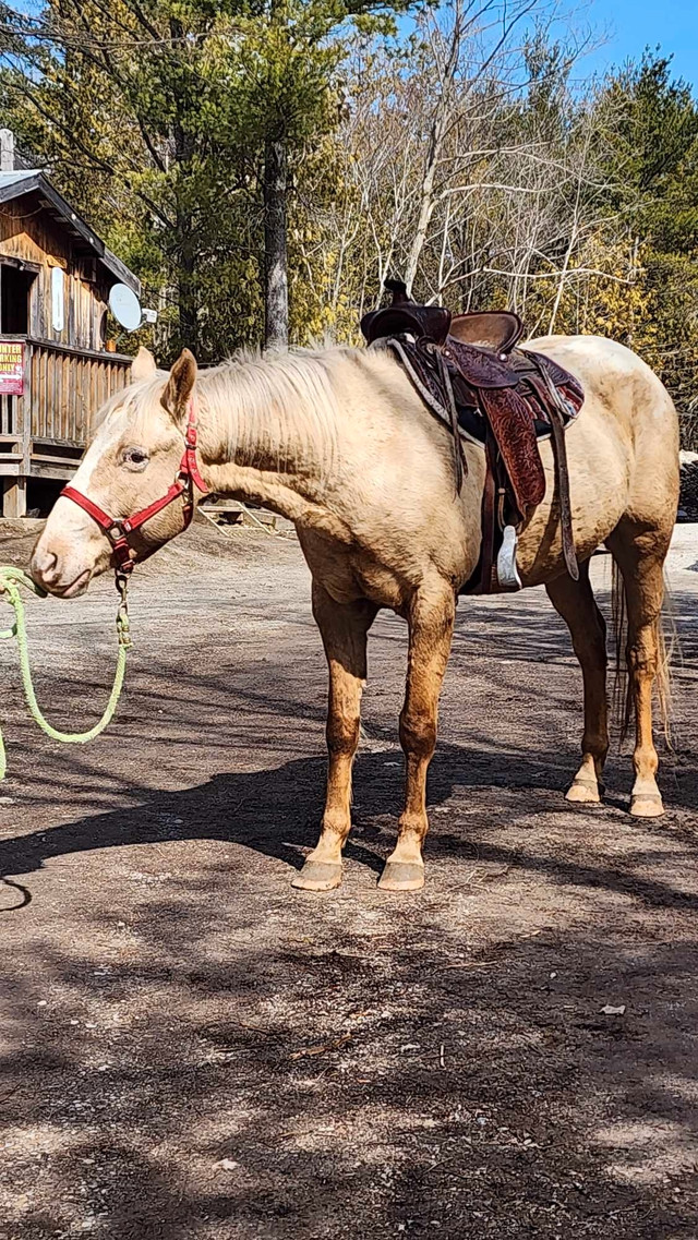 palomino appaloosa gelding  in Horses & Ponies for Rehoming in Sudbury - Image 4