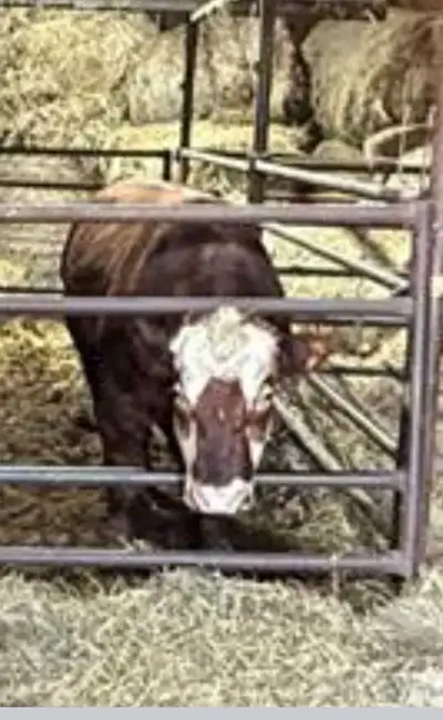 Bull for rent, View more