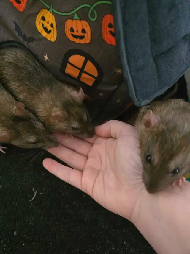 Lovely Male Rats free for Adoption in Small Animals for Rehoming in Mississauga / Peel Region - Image 9