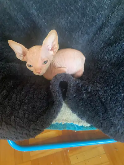 Sphynx kitten for adoption, View more