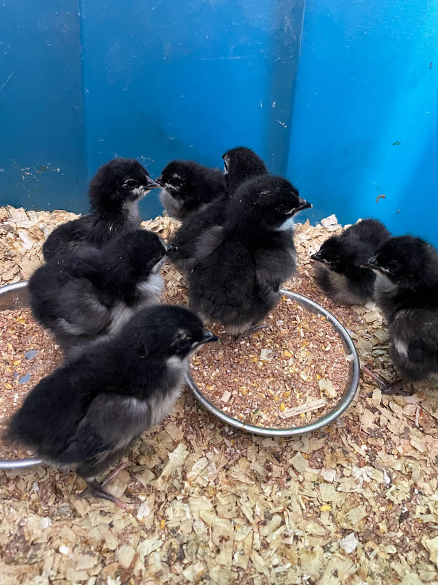 Heritage black australorp chicks pullets hens layers in Livestock in Abbotsford
