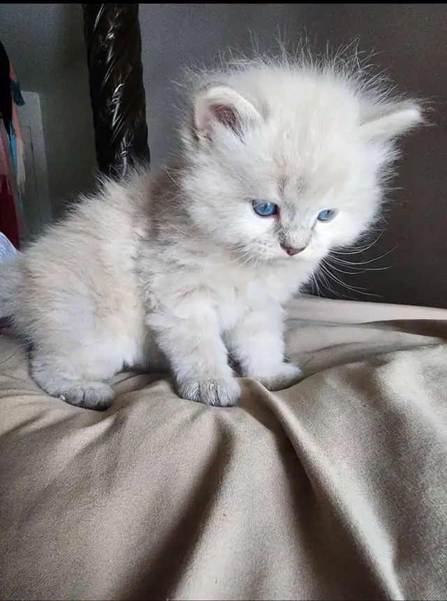 3 attractive Himalayan kittens in Cats & Kittens for Rehoming in City of Montréal - Image 2