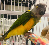 Adorable Senegal parrot with cage and food! Friendly!