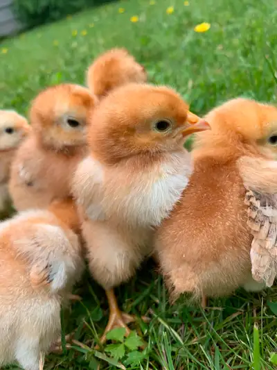 1 week old, Rhode Island chicks, straight run Available now for $15 each Pick up in Yarrow Rhode Isl...