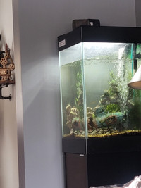 15 gallon aquarium with stand and accessories and fish for sale