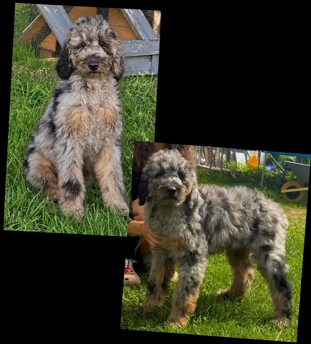 Mini Goldendoodles ~ Mini Bernedoodles ~ Mini Aussiedoodles in Dogs & Puppies for Rehoming in Mississauga / Peel Region - Image 6