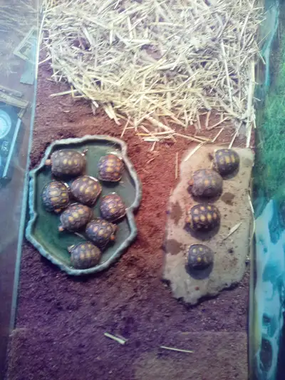 Red Foot Tortoises, View more