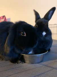 Two Rabbits for Sale w/ supplies and food