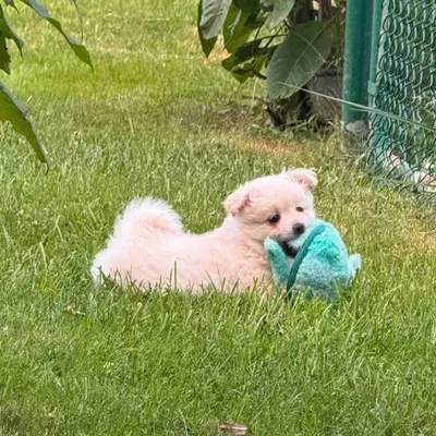 Pomeranian poodle, View more