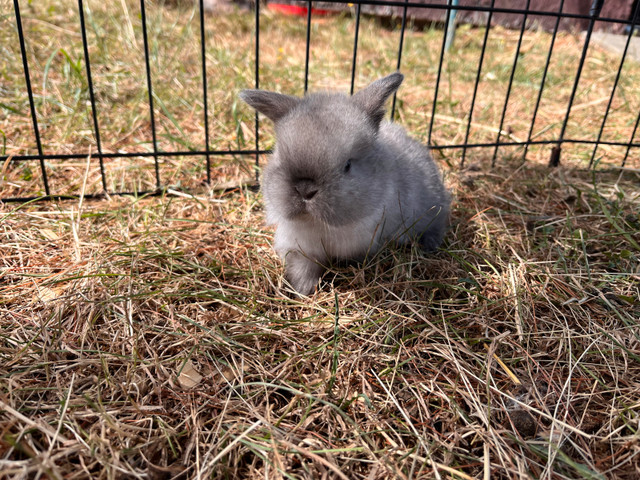 ✨ Baby Holland Lop Bunnies for Sale! ✨ in Small Animals for Rehoming in Cornwall - Image 3